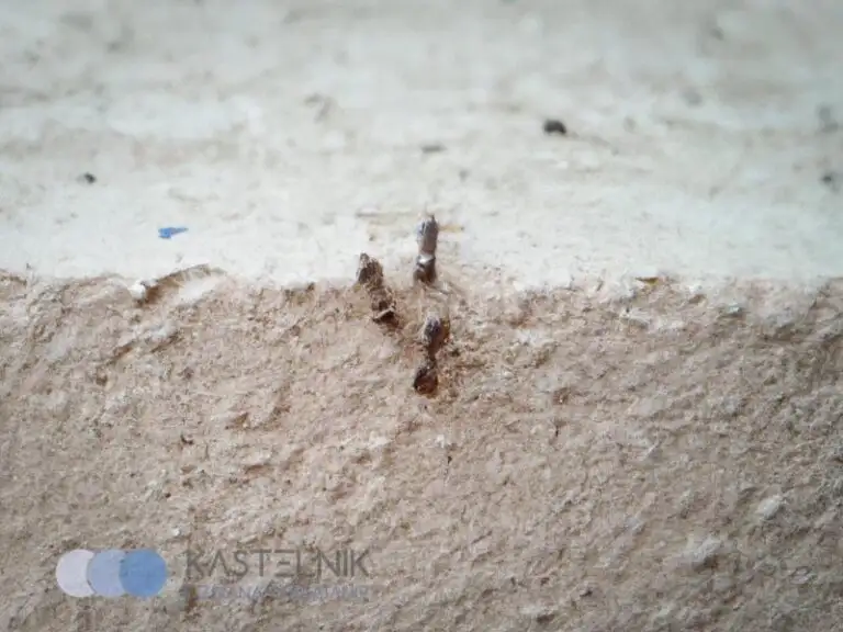 Co odstrasza mrówki?